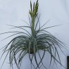 Tillandsia tomaselii