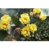 Opuntia macrocentra SB 911 XL