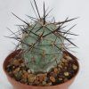Tephrocactus alexanderii