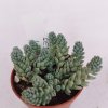Sedum cv. Blue