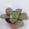 Aeonium cv. Kiwi