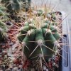 Trichocereus chilensis PHA 2899