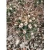 Trichocereus atacamensis PHA 2959