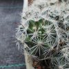 Mamillaria boolii TL 1395