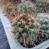 Mamillaria armillata TL 1418C