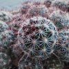 Mamillaria scheldonii TL 1391