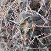 Gymnocalycium cardenasianum v. pseudoarmatum VS 300