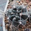 Gymnocalycium fischerii VS 1