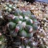 Copiapoa grandiflora PHA 601