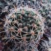 Pyrhocactus andicola PHA 2898