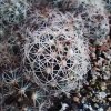 Coryphantha nikelsiae GCG
