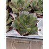 Echeveria purpusorum