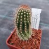 Cleistocactus /Borzicactus/ divi- miseratus ASK 1174.1
