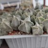 Astrophytum myriostigma v. tulense