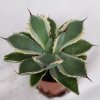 Agave potatorum v. marginata