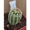 Echinocereus viridiflorus v. cylindricus SB 258