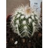 Echinocereus reichenbachii v. baylei SB 211