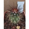 Echinocereus triglochidiatus v. nigrihorridispinus HK 1054