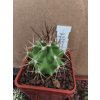 Echinocereus triglochidiatus v. paucispinus DJF 789.25