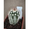 Echinocereus reichenbachii v. baylei TO 223