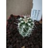 Echinocereus palmerii Santa Clara