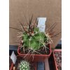 Echinocereus coccineus JS 047