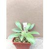 Pachypodium eburneum Monte Ibiti