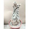 Cephalopentandra ecirhosa XL RM 186