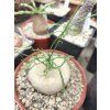 Adenia kirkii XL