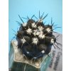 Copiapoa sarcoana PHA 2981