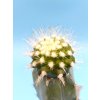 Copiapoa scopulina PHA 3074