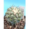 Copiapoa columna-alba PHA 3083