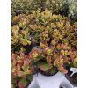 Crassula cv. Sunset