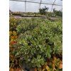 Crassula arborescens "Krul"