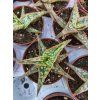 Aloe cv. Donniae