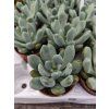 Pachyphytum cv, Blue