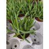 Senecio barbetonicus silver