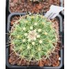 Mamillaria rubrograndis