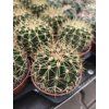 Ferocactus schwarzii L