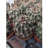 Ferocactus viscainensis L
