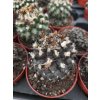 Copiapoa humilis L