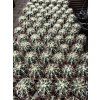 Ferocactus glaucescens L