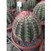 Melocactus brodwayi XL