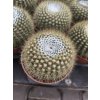 Notocactus werdermanianus