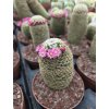 Mamillaria matudae L