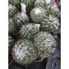 Gymnocactus horripilus XL