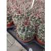 Hamatocactus sinuatus v. davisii L