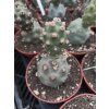 Tephrocactus articulatus