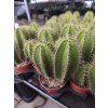 Isolatocereus dumortierii L