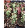 Monadenium arborescens